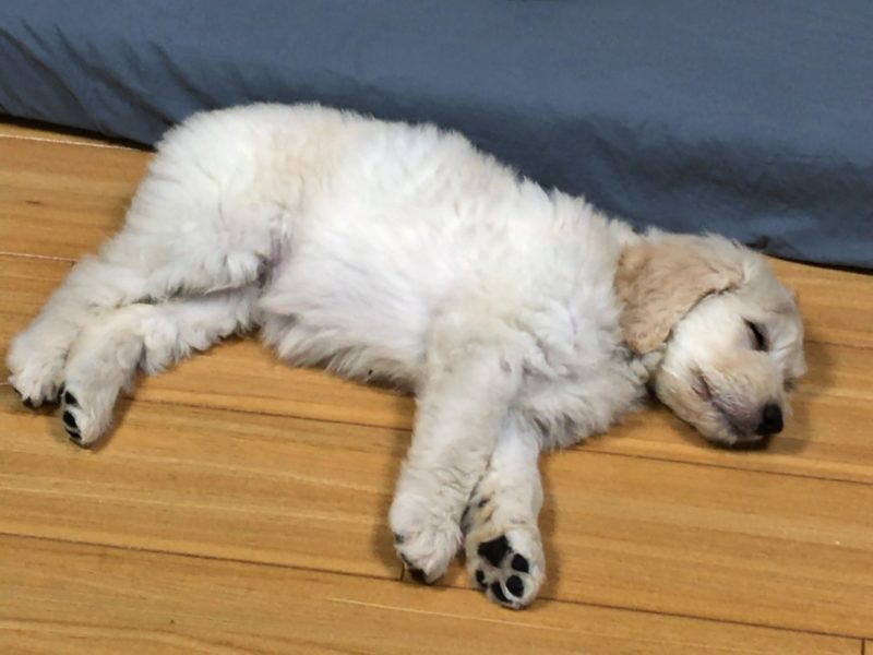 sleeping moka