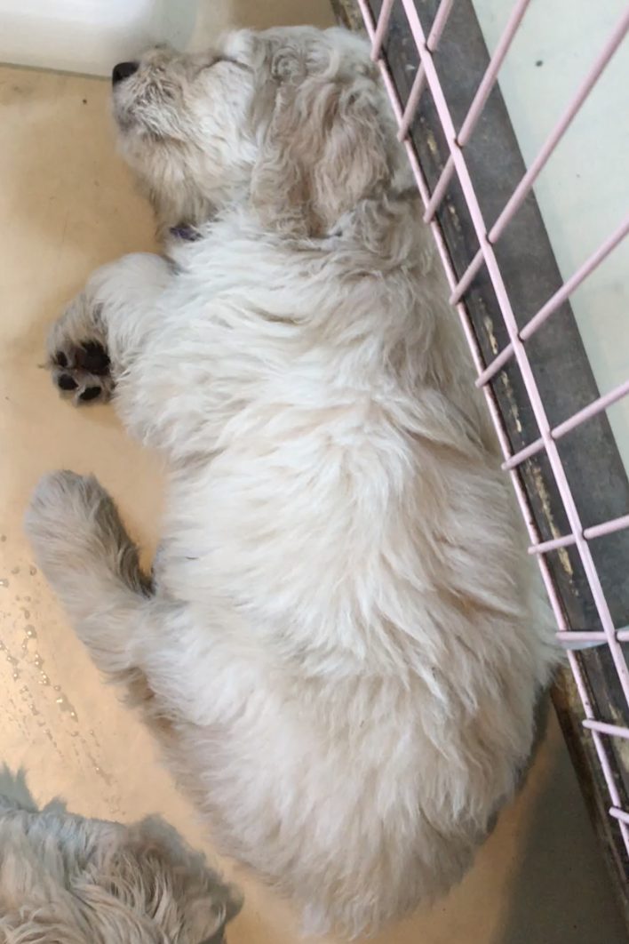 moka-day50